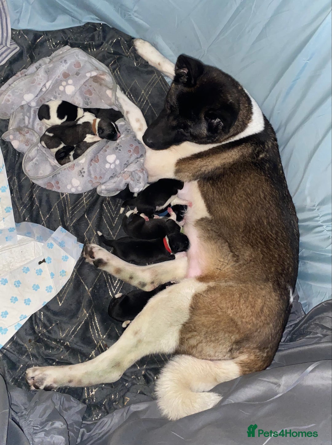 Akita dogs for sale: American Akita Puppies 9 boys 2 girls  - Advert 1