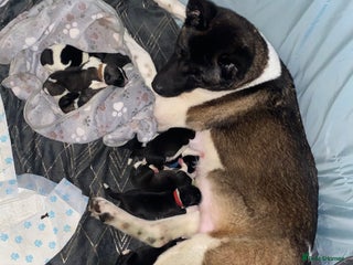 Akita dogs for sale: American Akita Puppies 9 boys 2 girls - Advert 1