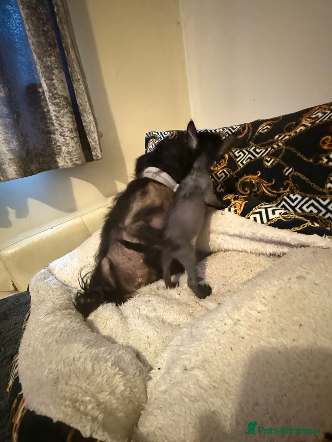 Chinese Crested dogs for sale: Beautiful little Chinese crested hairless puppy - Image 2