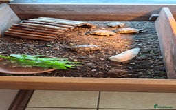 Tortoise reptiles for sale: Tortoise Hatchlings for sale - Image 5