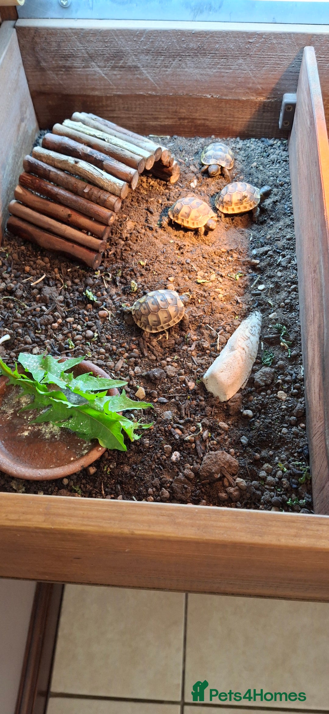 Tortoise reptiles for sale: Tortoise Hatchlings for sale - Image 5