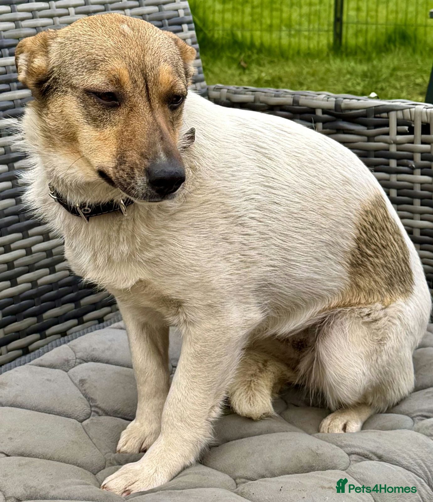 Jack Russell dogs for sale:  PENNY – Female Jack Russell Terrier  - Advert 2