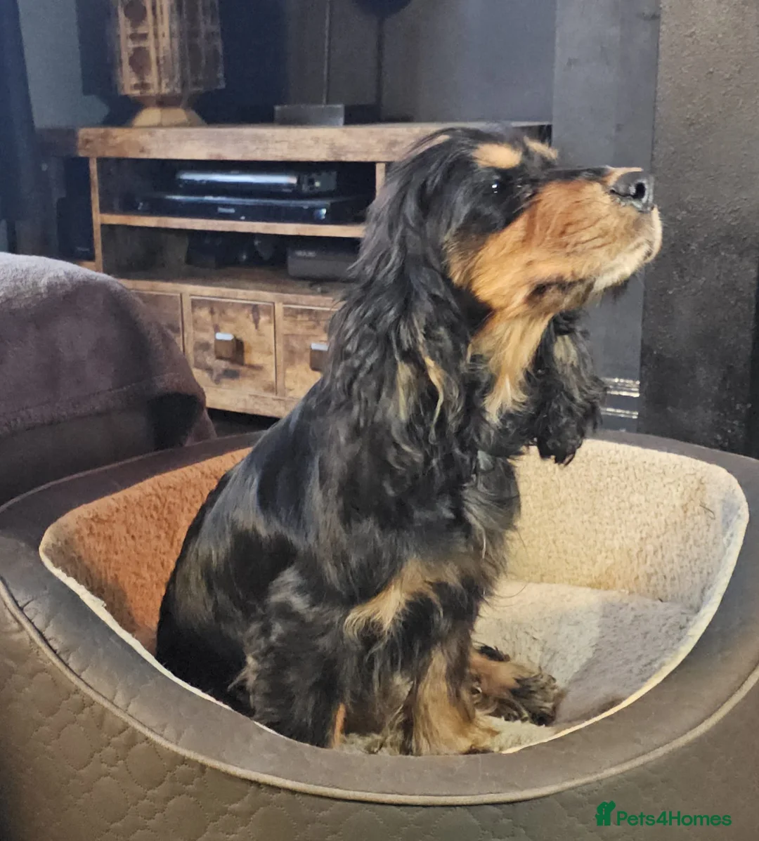 Cocker Spaniel dogs for sale: Female kc reg show type  cocker spaniel 2 years  - Advert 1