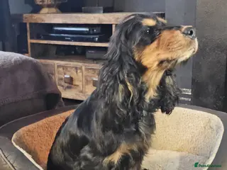 Cocker Spaniel dogs Female kc reg show type cocker spaniel 2 years - Advert 7