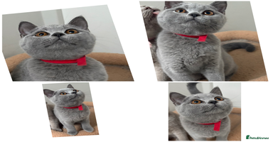 British Shorthair cats - Advert 2