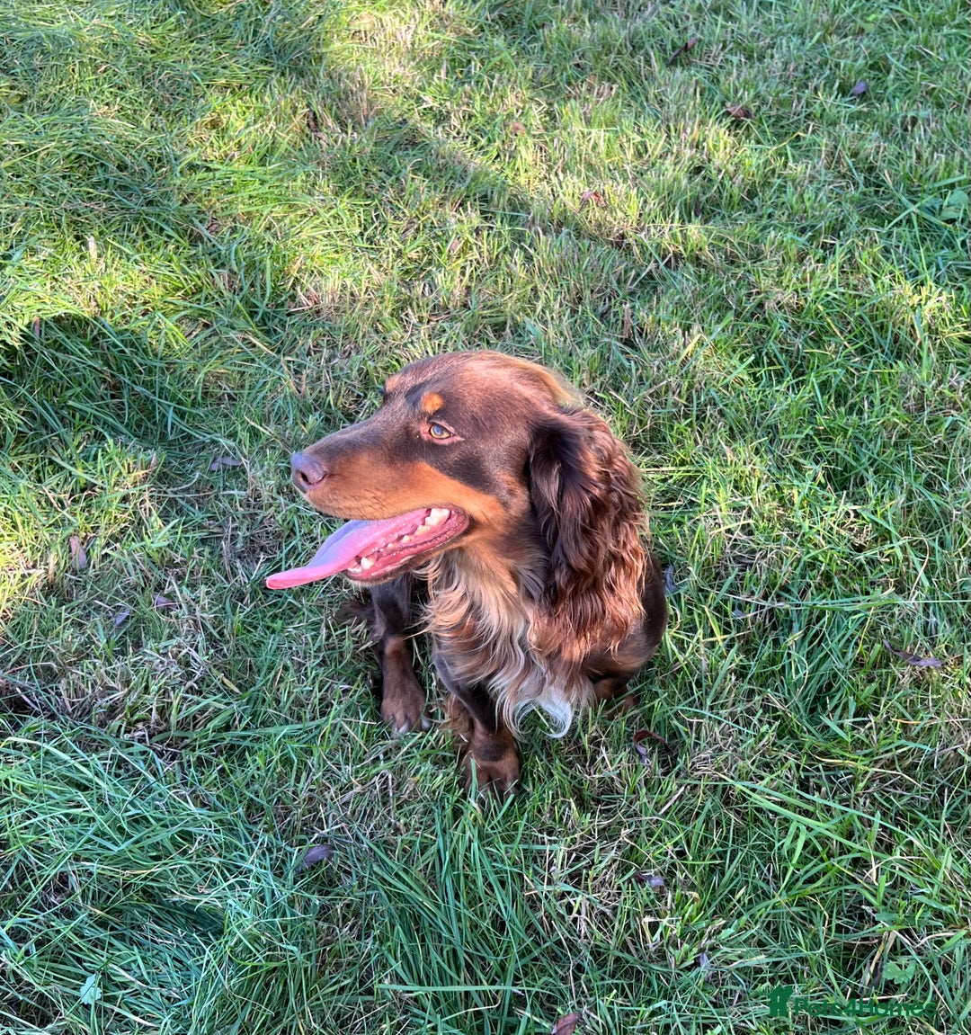 Cocker Spaniel dogs for stud: HEALTH TESTED KC COCKER SPANIEL FOR STUD - Image 1