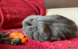 Mixed Breed rabbits for sale: Minilop, lionhead and mixed breed baby rabbits. - Image 13