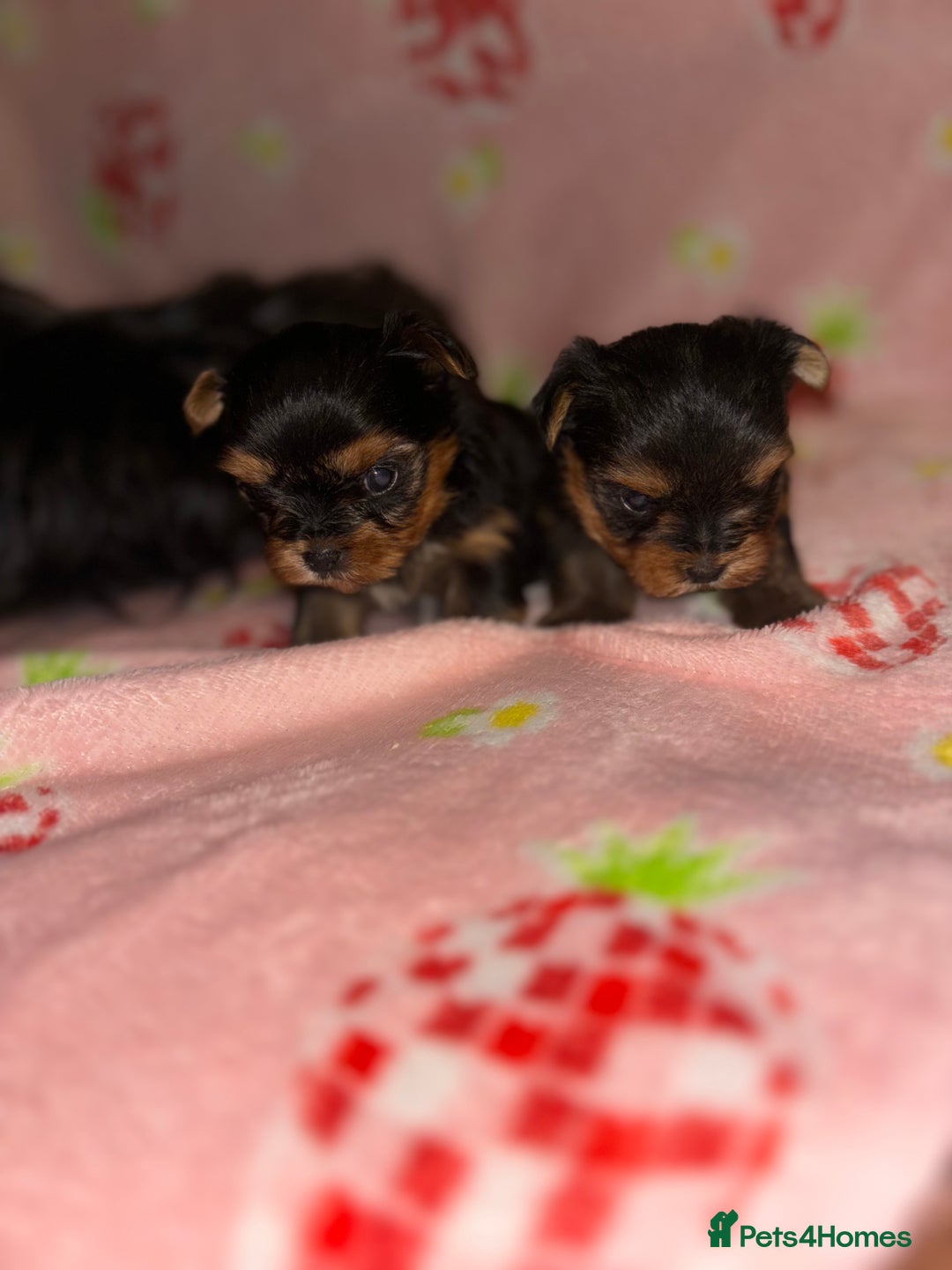 Yorkshire Terrier dogs for sale: Beautiful pure Yorkshire terriers puppy’s  - Advert 1
