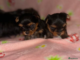 Yorkshire Terrier dogs Beautiful pure Yorkshire terriers puppy’s - Advert 9