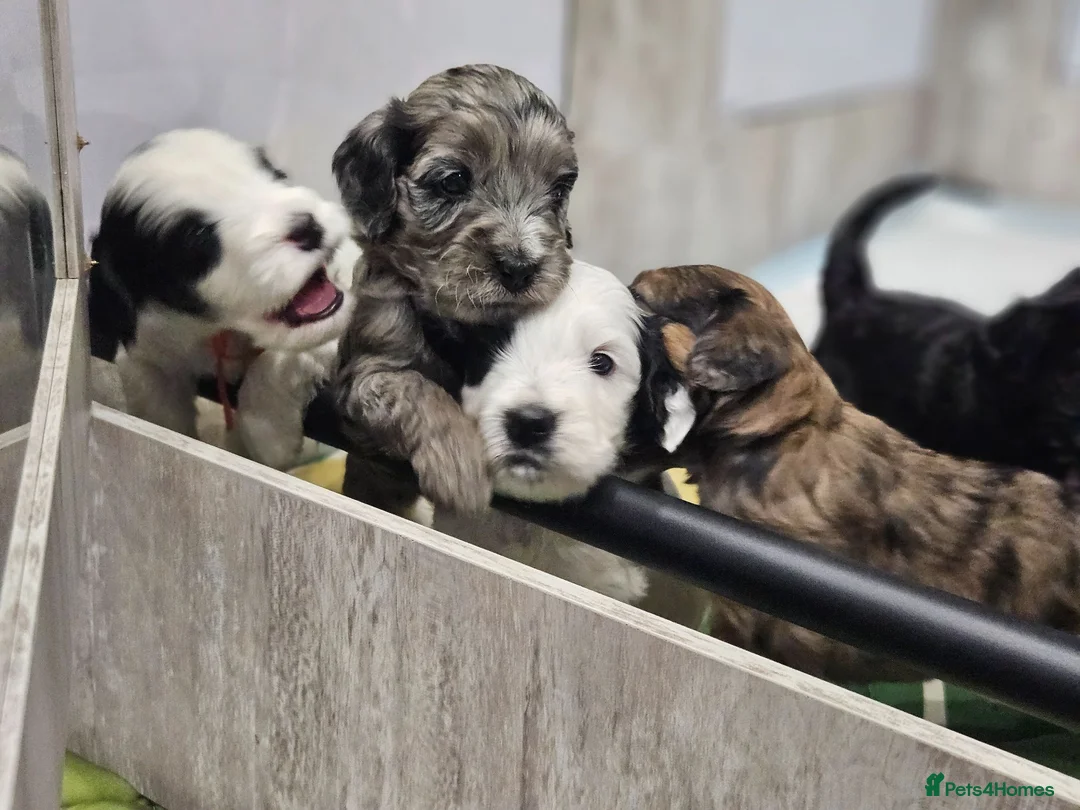 Cockapoo dogs for sale: Flawless cockapoo puppies. - Advert 1
