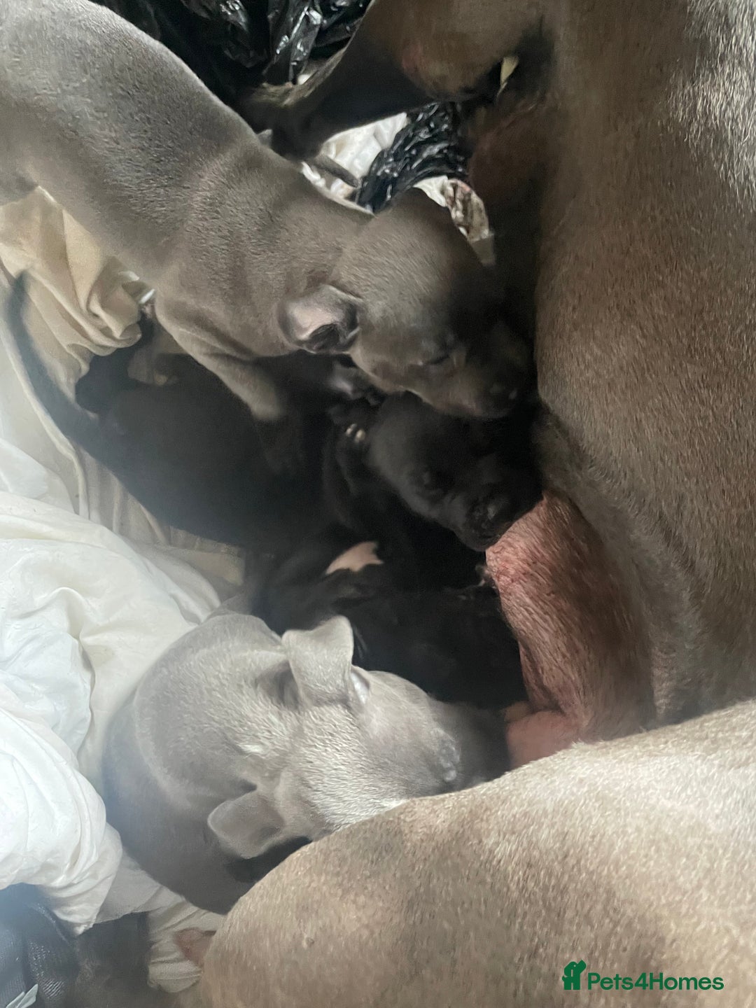 Staffordshire Bull Terrier dogs for sale: Original "Old-Blood" Black/Blue Staff pups *RARE* - Image 5