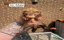 Ferret rodents for sale: Ferret kits - Image 13