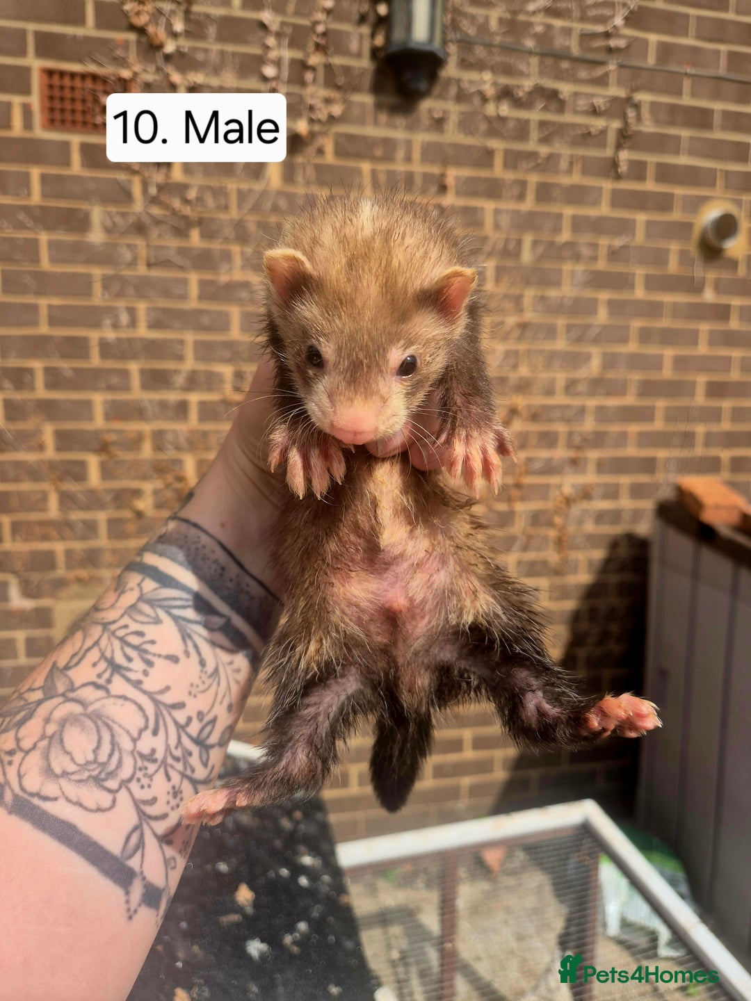 Ferret rodents for sale: Ferret kits - Image 13