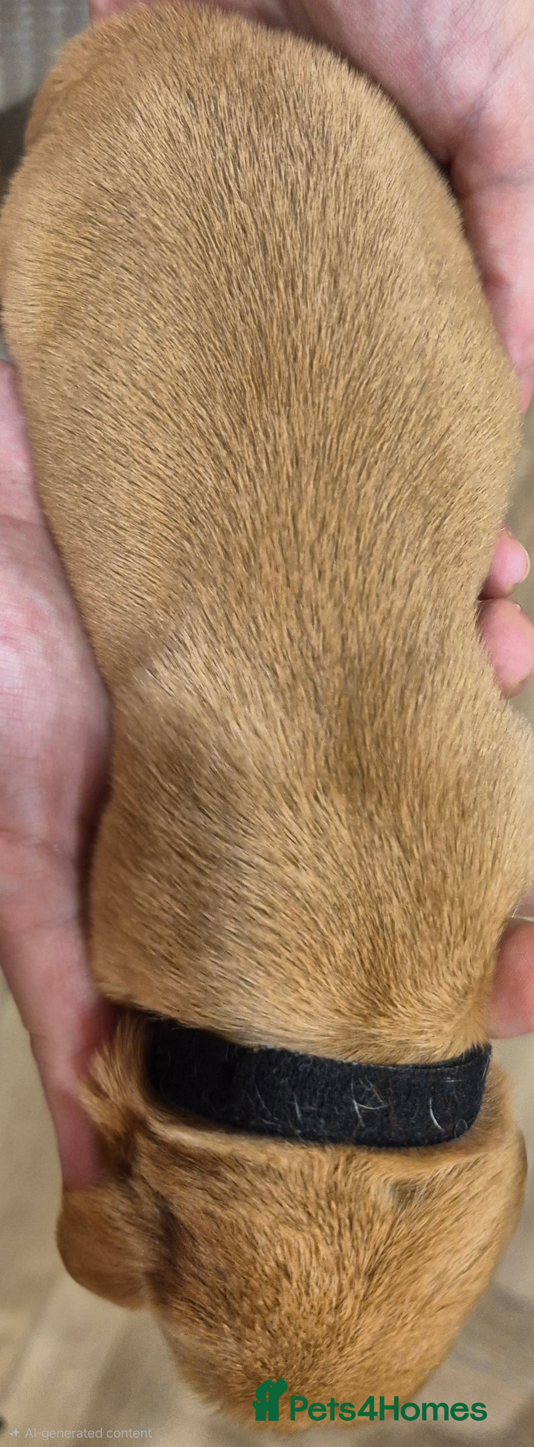 Labrador Retriever dogs for sale: KC Reg Working Fox Red & Yellow Lab Puppies - Advert 13