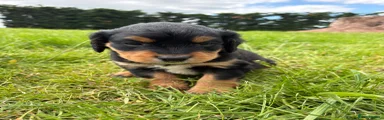 Springador 5