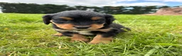 Springador dogs for sale: Beautiful springador puppies  - Advert 9