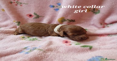 Cockapoo dogs - Advert 9