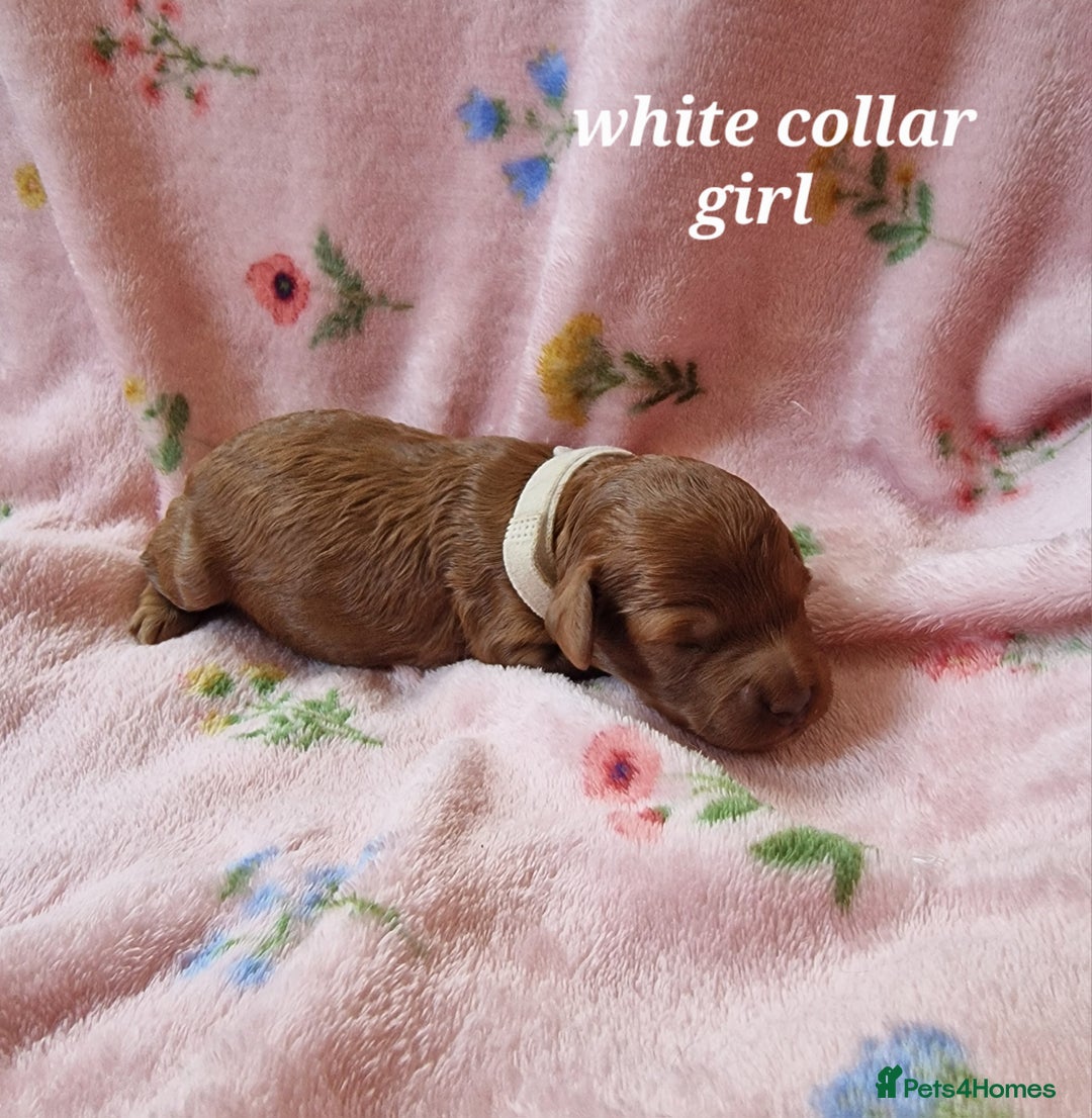 Cockapoo dogs for sale: Beautiful F1 Cockapoo puppies - Image 2