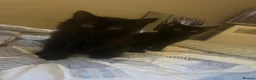 Mixed Breed cats for sale: X2 Boy kittens & mum  - Advert 1