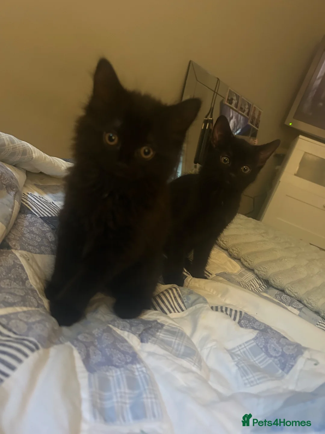 Mixed Breed cats for sale: X2 Boy kittens & mum  - Advert 1