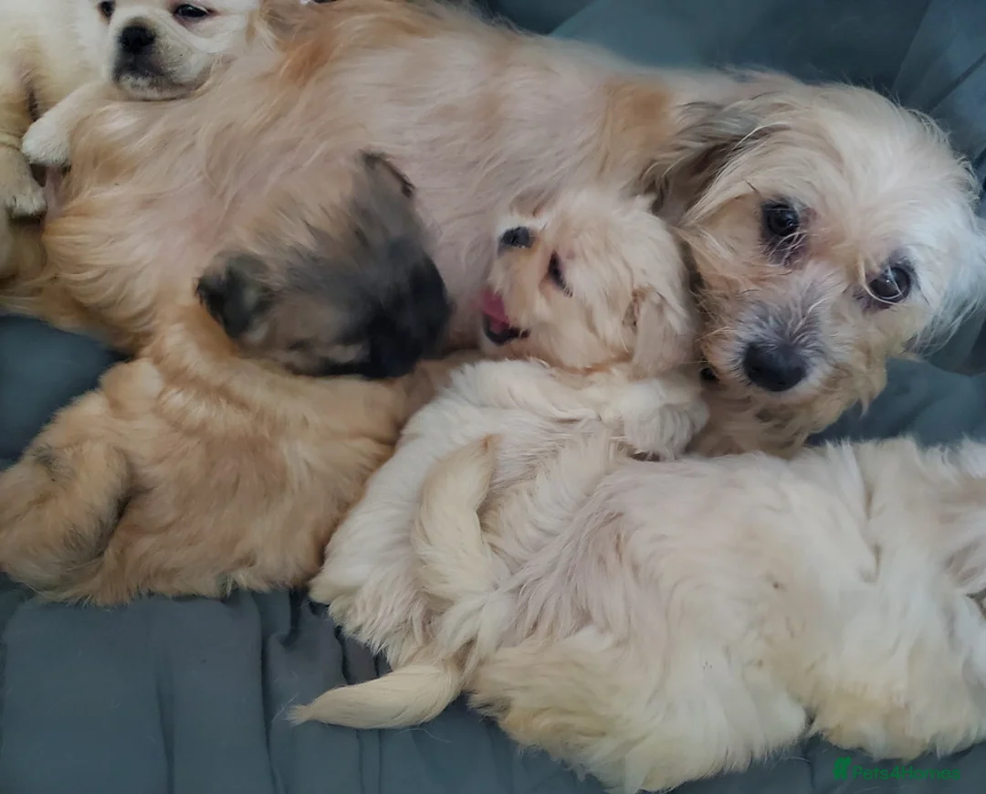 Mixed Breed dogs for sale: Shih tzu cross Pug puppies - Advert 6