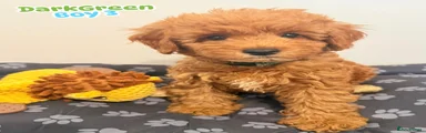 Cockapoo 3