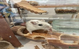 Gerbil rodents for sale: 2 female gerbils (including bucatstate cage etc) - Image 1