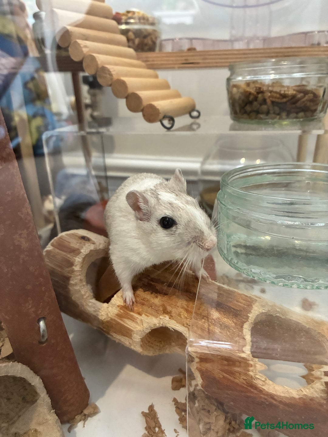Gerbil rodents for sale: 2 female gerbils (including bucatstate cage etc) - Image 1