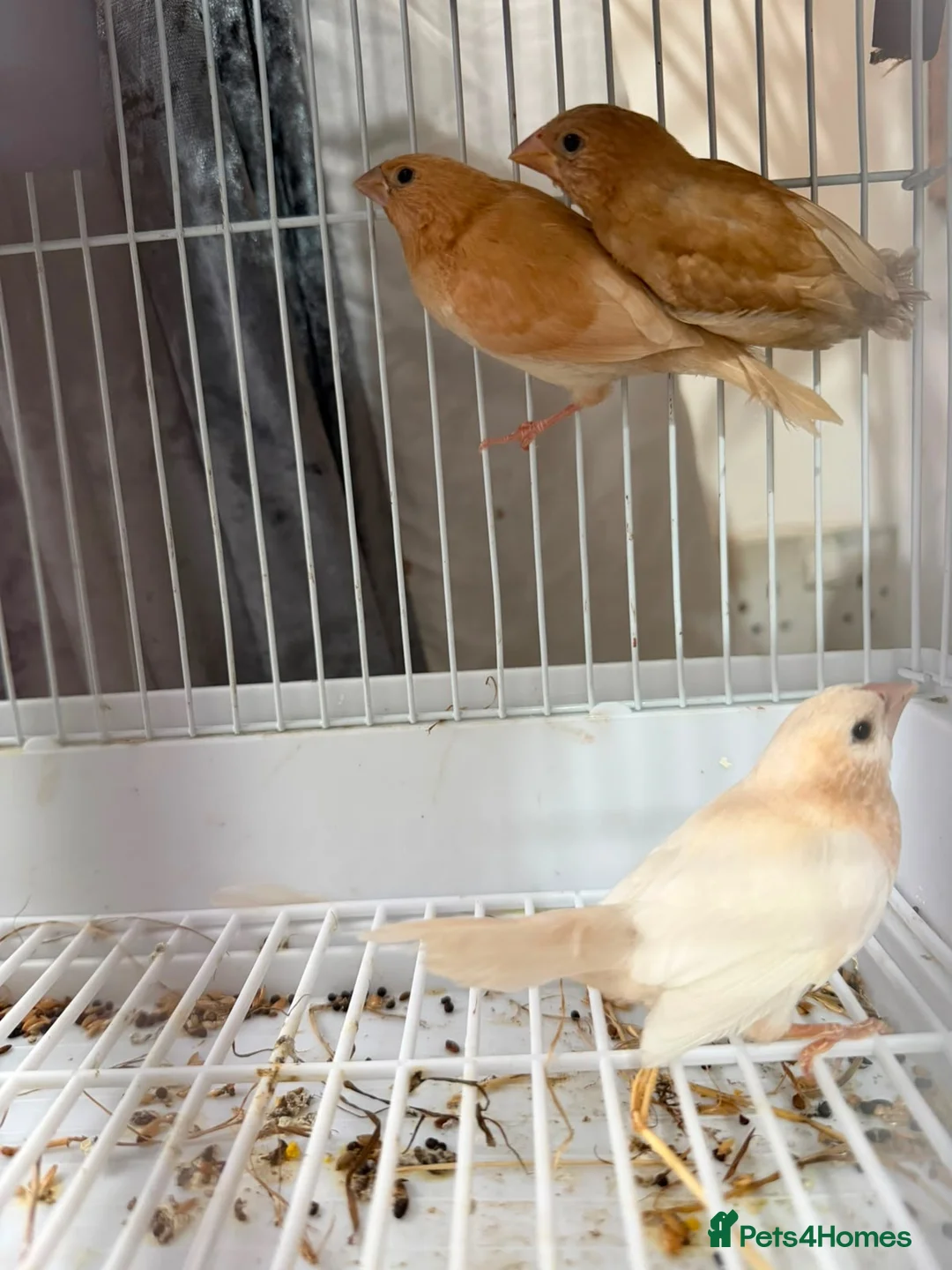 Finches birds for sale: finches - Advert 9