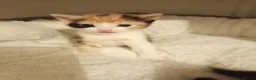 Mixed Breed cats for sale: Kittens for sale  in Airdrie - Advert 12