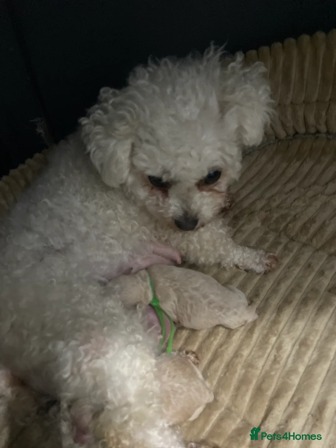 Poochon dogs for sale: F1 Tiny poochons,champion bloodline parents  - Advert 5