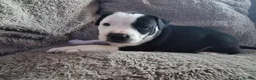 Mixed Breed dogs for sale: Beautiful Staffordshire cross puppies  in Stoke-on-Trent - Advert 15