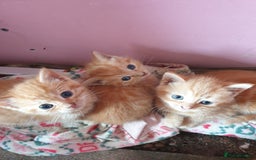 Domestic Shorthair cats for sale: beautiful kittens  - Image 4