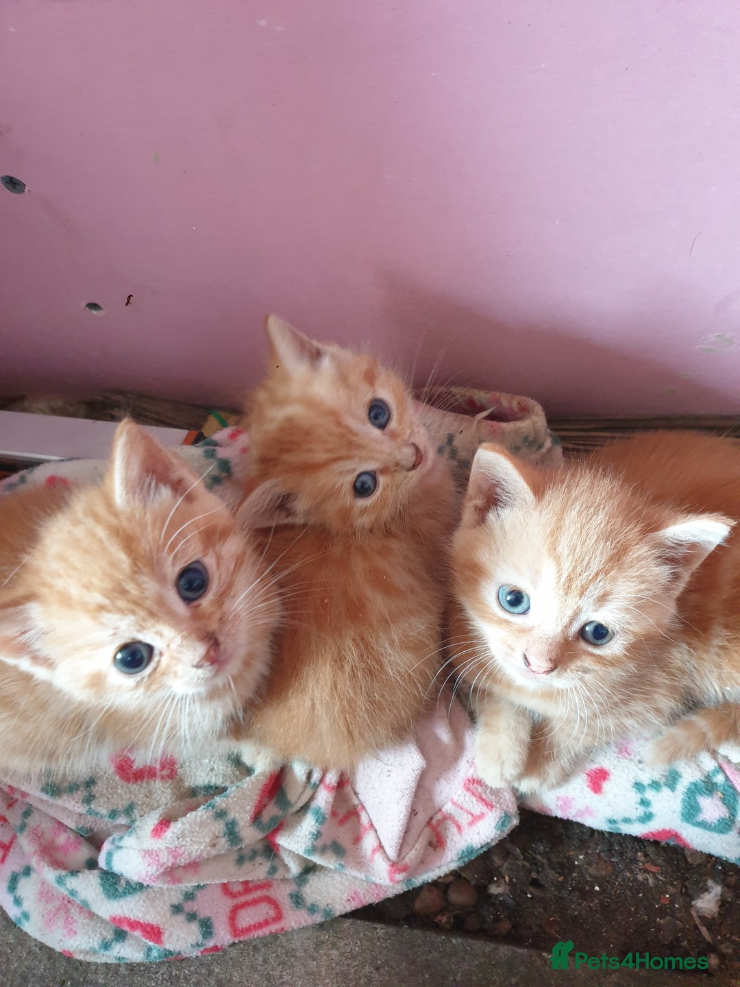 Domestic Shorthair cats for sale: beautiful kittens  - Image 4