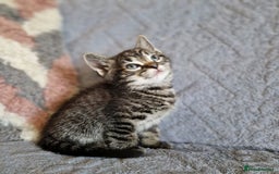 Ragdoll cats for sale: Ragdoll cross - Image 16