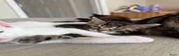 Domestic Shorthair cats for sale: Male Kittens Ready In TWO WEEKS - Advert 6