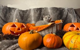 British Shorthair cats for sale: Beautiful pedigree British Shorthair kittens - Image 6