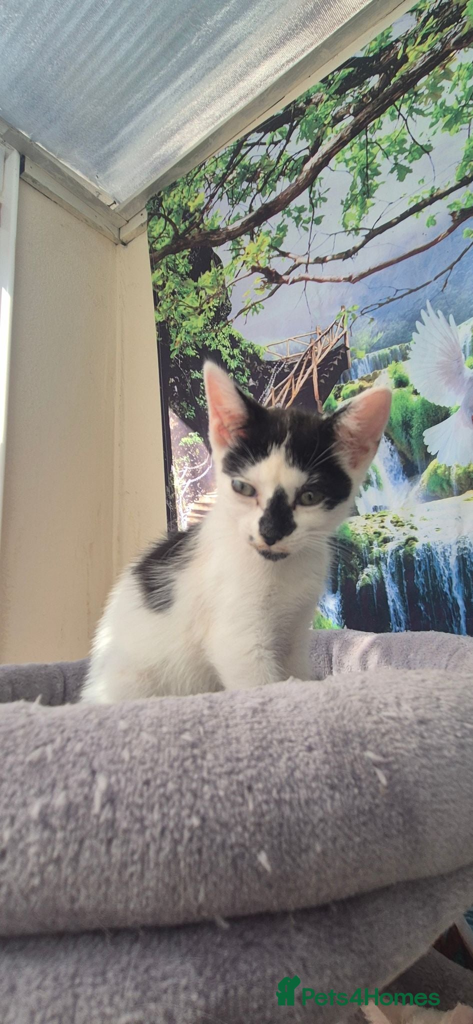 Mixed Breed cats Beautiful kittens - Advert 1