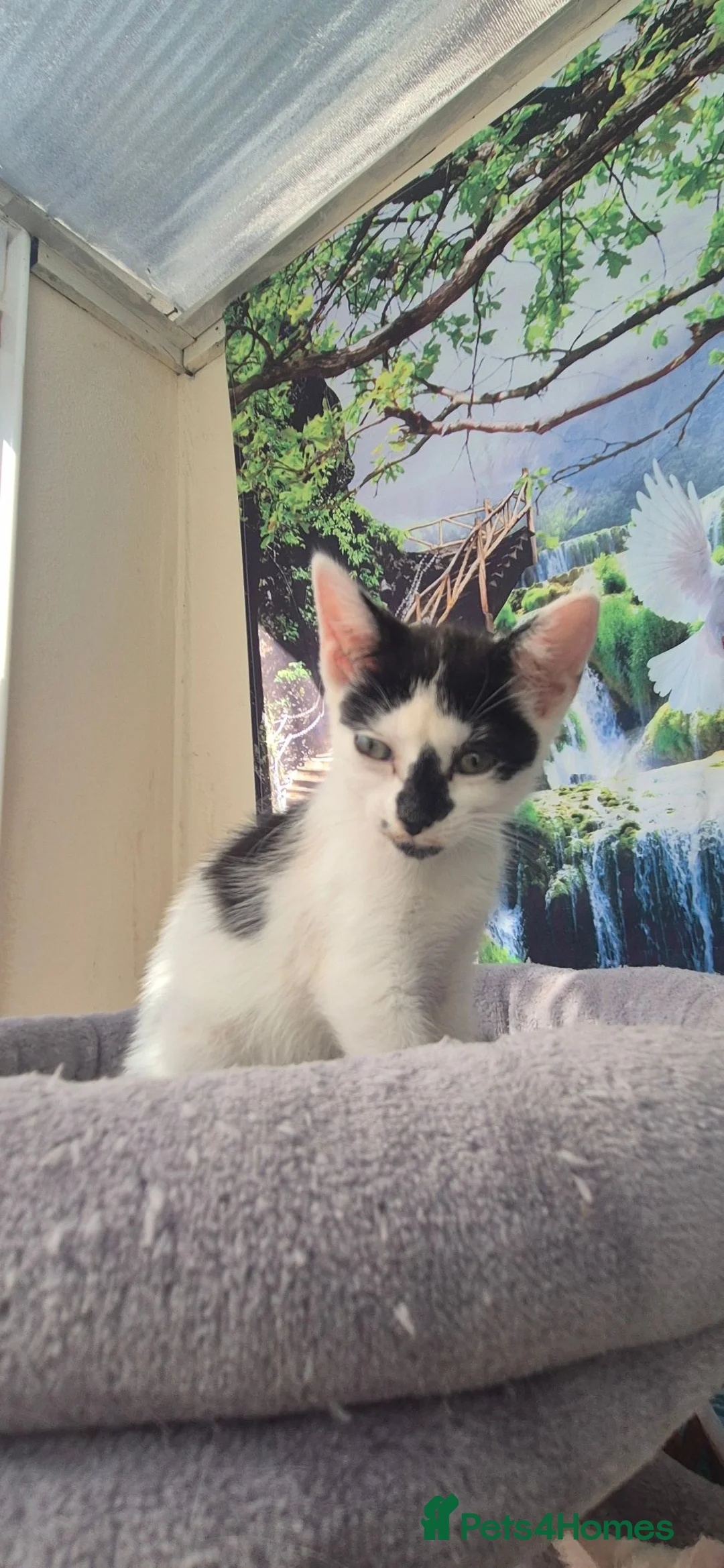 Mixed Breed cats for sale: Beautiful kittens - Advert 2