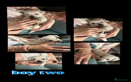 West Highland Terrier dogs for sale: Gorgeous West Highland White (Westie) Puppies - Image 16