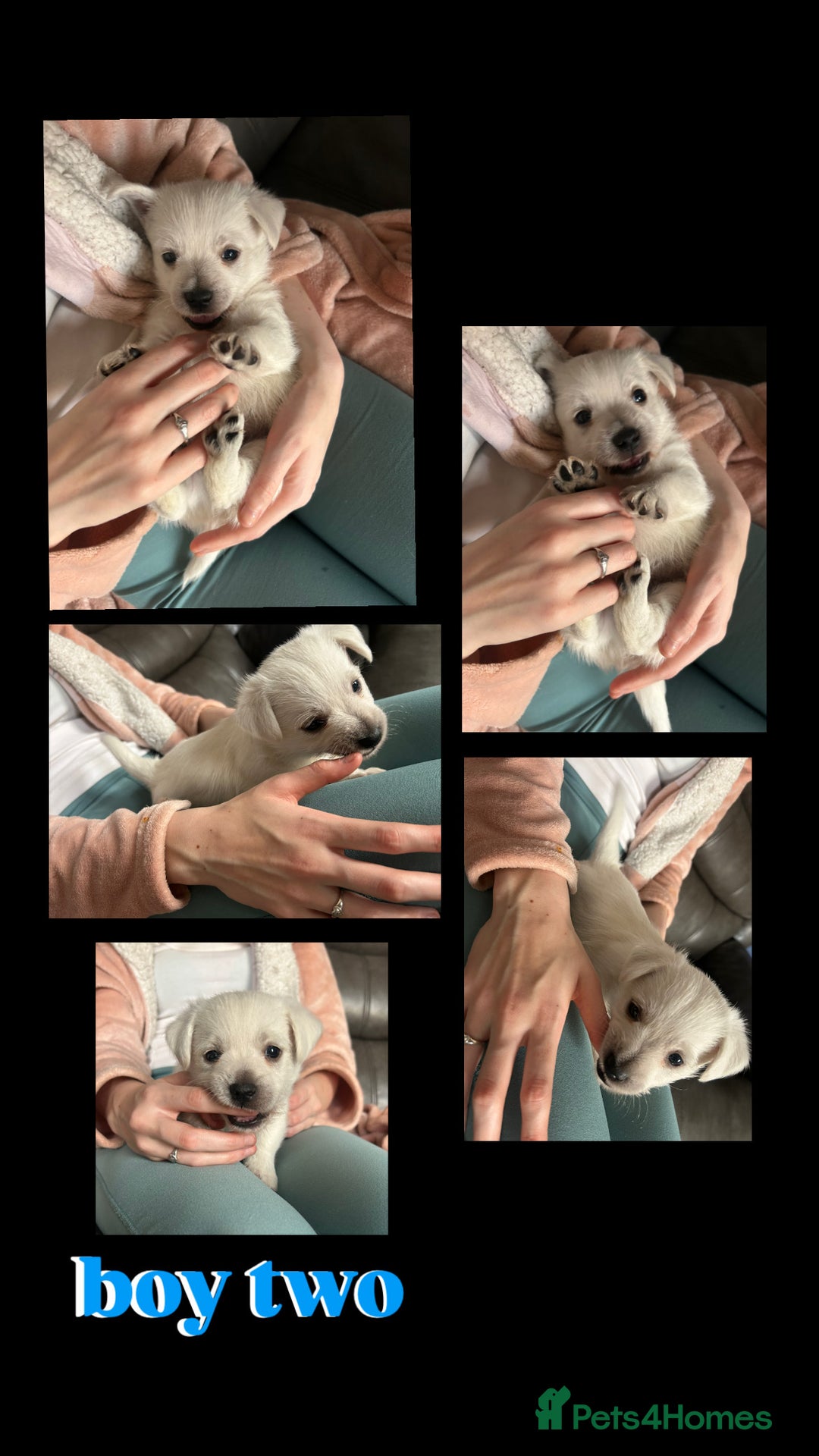 West Highland Terrier dogs for sale: Gorgeous West Highland White (Westie) Puppies - Image 16