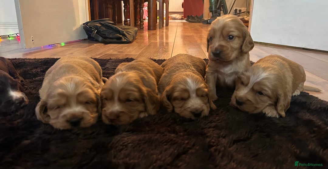 Sprocker dogs for sale: Sprocker Puppies For Sale  - Advert 3