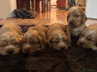 Sprocker dogs Sprocker Puppies For Sale - Advert 1