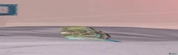 Budgerigars birds for sale: Young budgie with cage or without read discription - Advert 7