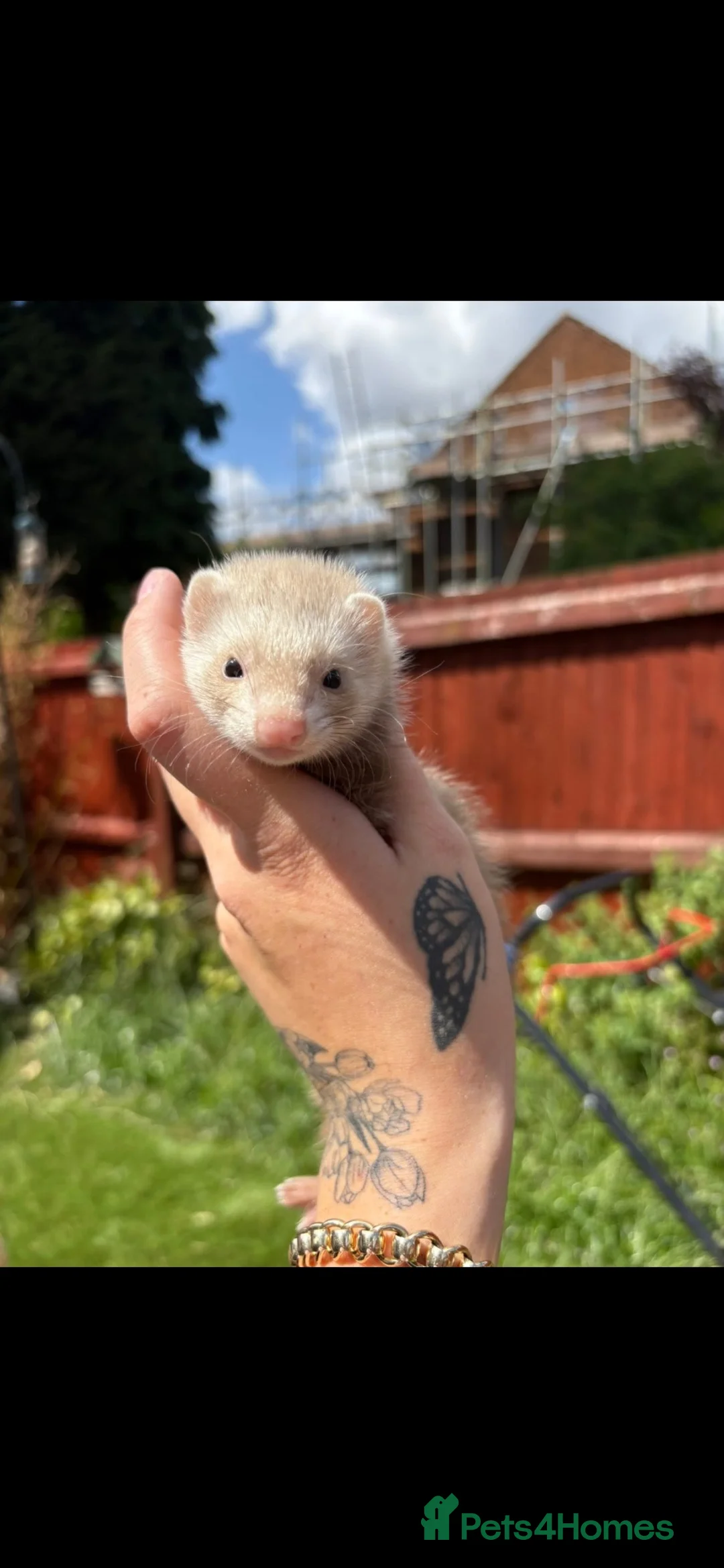 Ferret rodents for sale: Large ferret cage and mixed ferrets  - Advert 2