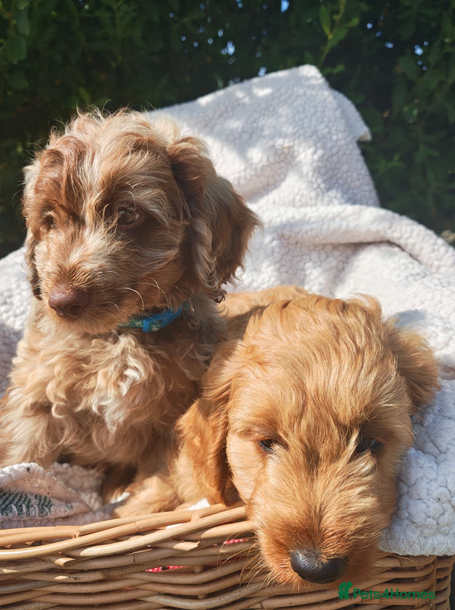 Cockapoo dogs 2 boy loving Cockapoo ready now  - Advert 5