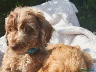 Cockapoo dogs 2 boy loving Cockapoo ready now - Advert 5