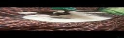 Domestic Shorthair cats for sale: Cosmo in Gateshead - Advert 3