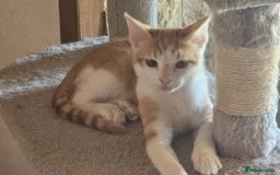 Mixed Breed cats for sale: Blissful Burreto  - Image 2