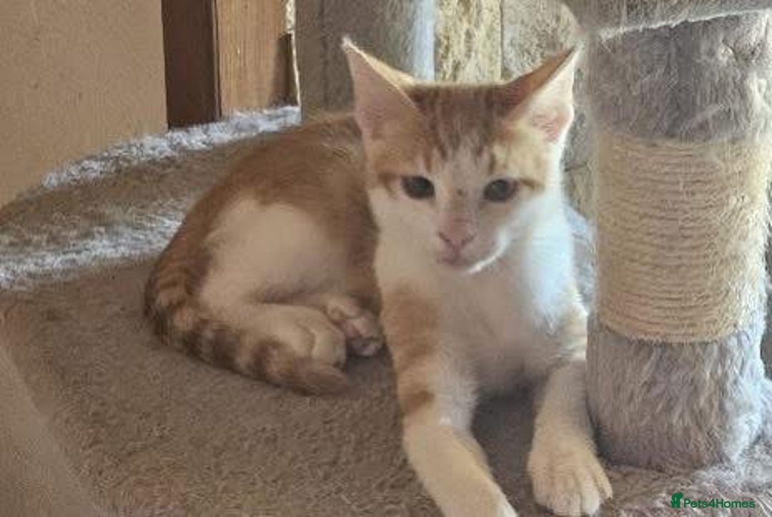 Mixed Breed cats for sale: Blissful Burreto  - Image 2